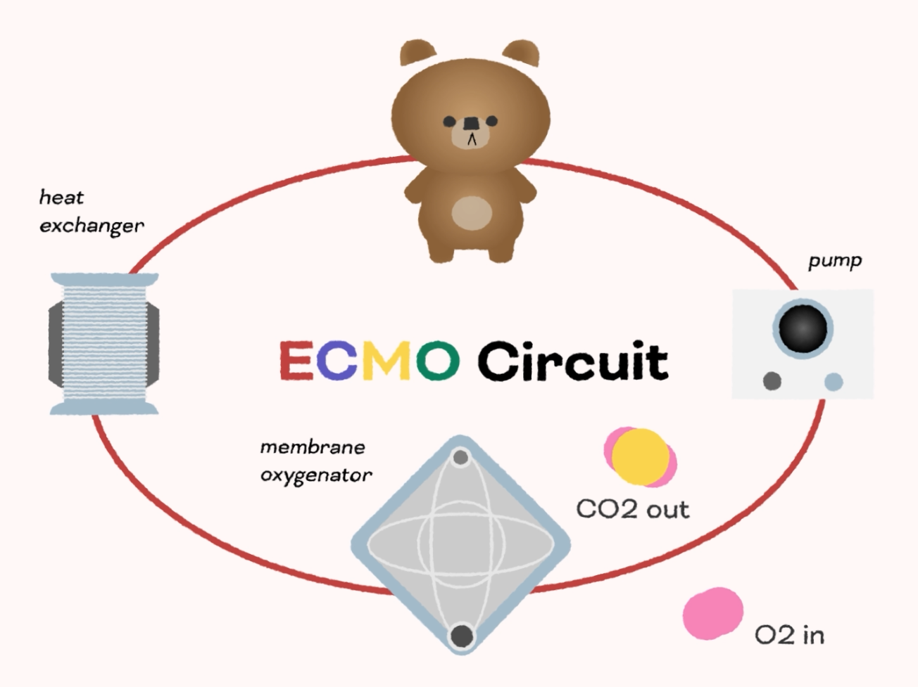 Mockup of a bear hooked up to the ECMO circuit.